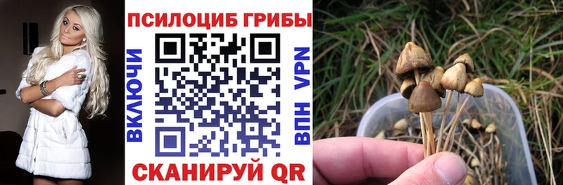 kraken ССЫЛКА  Чекалин  Галлюциногенные грибы GOLDEN TEACHER 